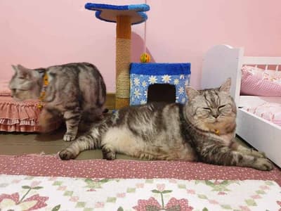 Koii Dog Home - โคอิ ด็อกโฮม 3