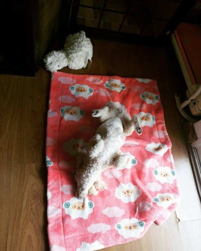 Dogwarts Dog hotel (ดอนเมือง) Dog Hotel 3
