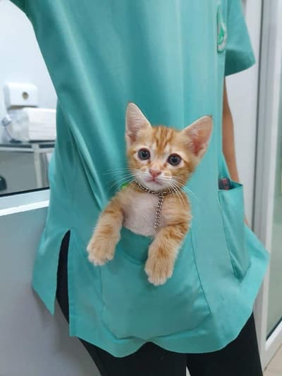 โรงพยาบาลสัตว์เพ็ทโตะ Petto Animal Hospital 2