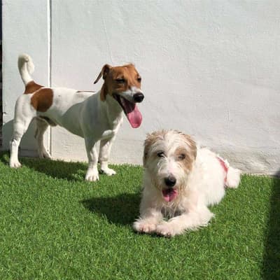 Dogwarts Dog hotel (ดอนเมือง) Dog Hotel 4