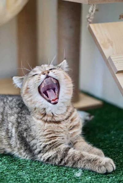 Ryoko Cat Hotel (โรงแรมแมวเรียวโค) Cat Hotel 2