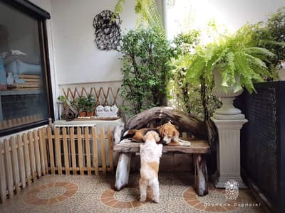 DogHome (บ้านรักสุนัข) Dog Hotel 3