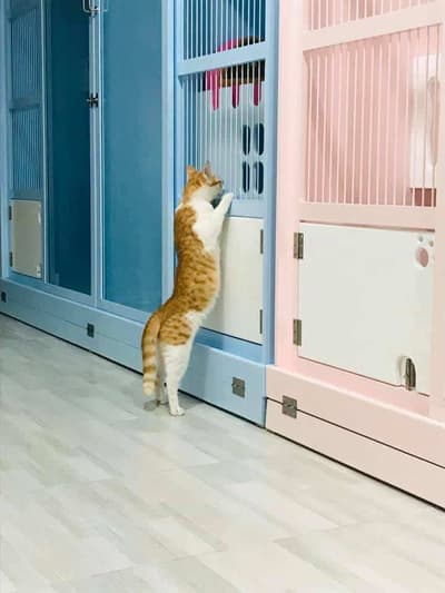 Ryoko Cat Hotel (โรงแรมแมวเรียวโค) Cat Hotel 3