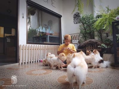 DogHome (บ้านรักสุนัข) Dog Hotel 4