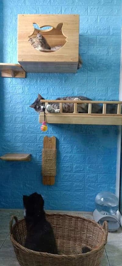 Cathotel99 (แคทโฮเทล99) Cat Hotel&Grooming 7