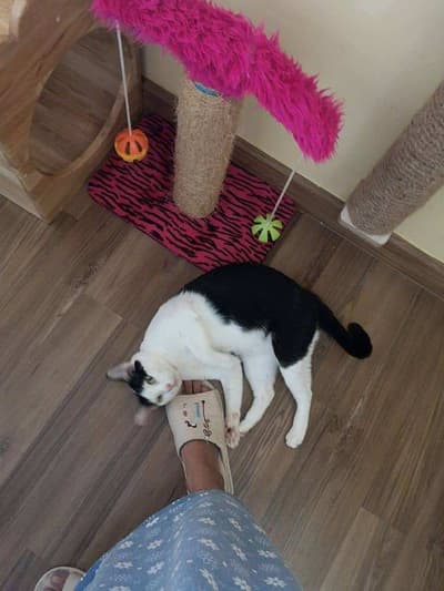Camping Cat (แคมป์ปิ้ง แคท) Cat Hotel 2