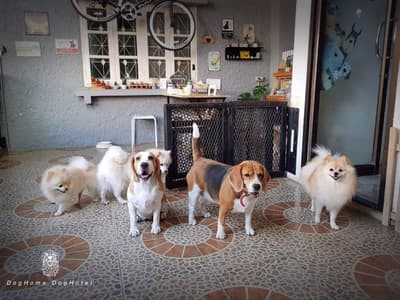 DogHome (บ้านรักสุนัข) Dog Hotel 5