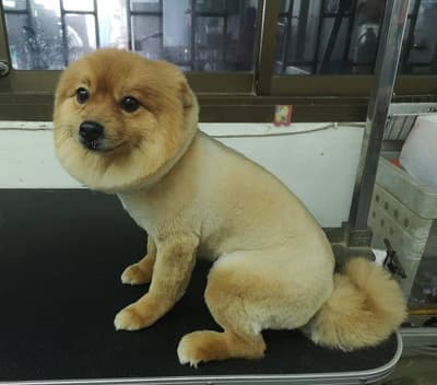 Pukpuipet (ปุกปุยสัตวแพทย์) 3