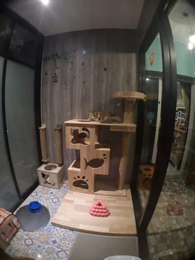 Camping Cat (แคมป์ปิ้ง แคท) Cat Hotel 3