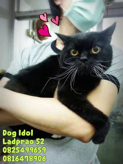 Dog Idol (ลาดพร้าว52) Grooming 5