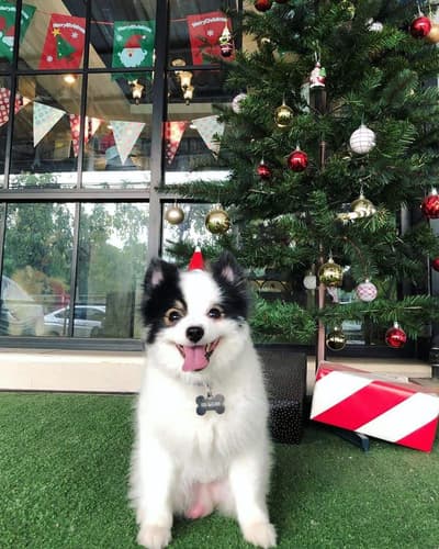 Dogwarts Dog hotel (ดอนเมือง) Dog Hotel 6