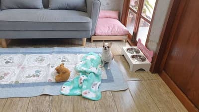 Koii Dog Home - โคอิ ด็อกโฮม 2