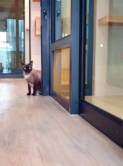Moji Cat Hotel (มูจิ แคท โฮเทล) Cat Hotel 3