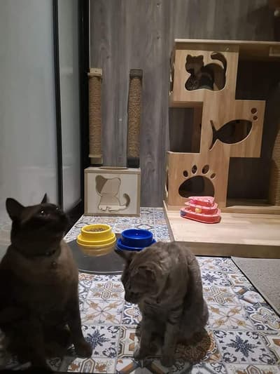 Camping Cat (แคมป์ปิ้ง แคท) Cat Hotel 4