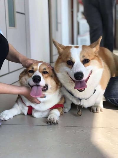 Ohayo Pet Hospital (แม่ริม) 6