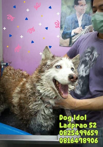 Dog Idol (ลาดพร้าว52) Grooming 6