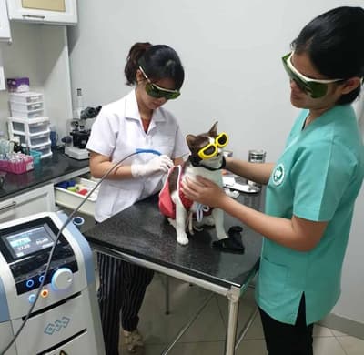 โรงพยาบาลสัตว์เพ็ทโตะ Petto Animal Hospital 3