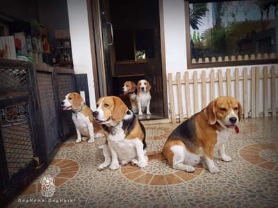 DogHome (บ้านรักสุนัข) Dog Hotel 6