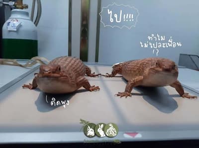 Animal Space Hospital (โรงพยาบาลสัตว์แอนิมอลสเปซ) 1