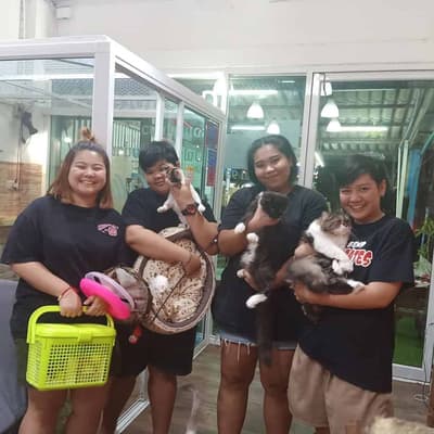 Cathotel99 (แคทโฮเทล99) Cat Hotel&Grooming 8