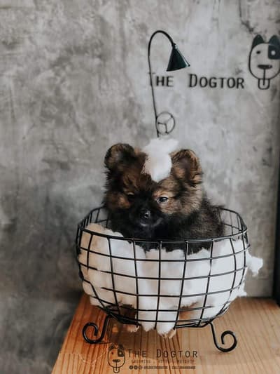 The Dogtor (เดอะ ด็อกเตอร์) Grooming+Dog Hotel+Pet shop 1