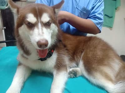 Ksrvet Hospital (โรงพยาบาลสัตว์เกศ) 6