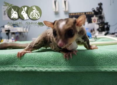 Animal Space Hospital (โรงพยาบาลสัตว์แอนิมอลสเปซ) 2