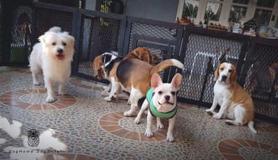 DogHome (บ้านรักสุนัข) Dog Hotel 7