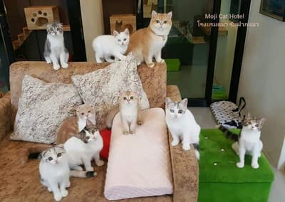 Moji Cat Hotel (มูจิ แคท โฮเทล) Cat Hotel 5