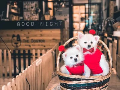 The Dogtor (เดอะ ด็อกเตอร์) Grooming+Dog Hotel+Pet shop 2
