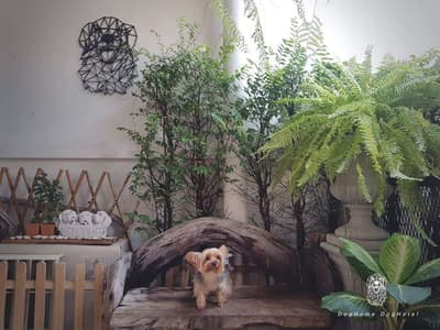 DogHome (บ้านรักสุนัข) Dog Hotel 8