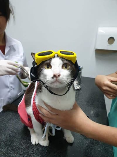 โรงพยาบาลสัตว์เพ็ทโตะ Petto Animal Hospital 4