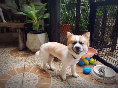 DogHome (บ้านรักสุนัข) Dog Hotel 9