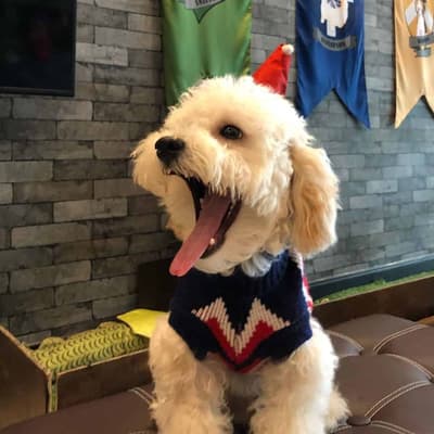 Dogwarts Dog hotel (ดอนเมือง) Dog Hotel 7