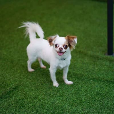 Dogwarts Dog hotel (ดอนเมือง) Dog Hotel 8