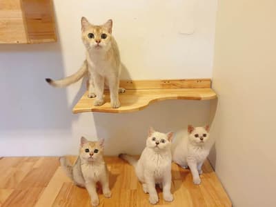 Moji Cat Hotel (มูจิ แคท โฮเทล) Cat Hotel 6