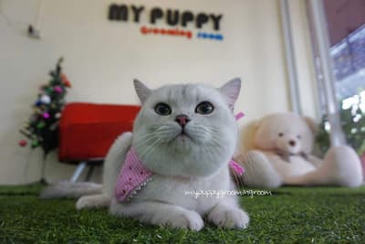 My Puppy (บางใหญ่) 3