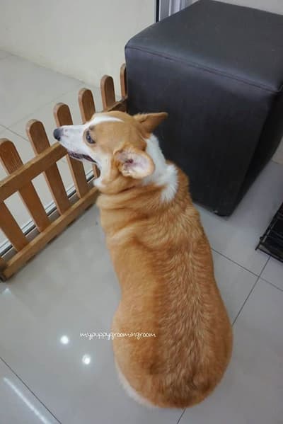 My Puppy (บางใหญ่) 4