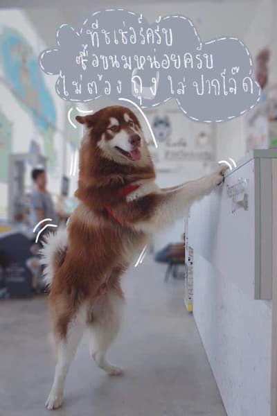 Pet Friends Bangsaen (บางแสน) 6