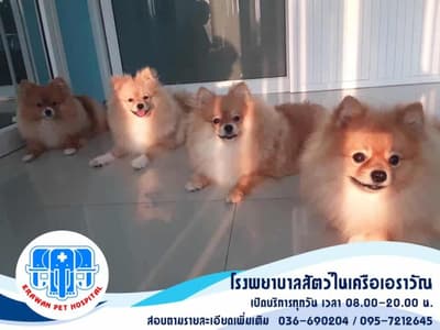 Erawanpetsingburi (โรงพยาบาลสัตว์เอราวัณ ศูนย์สิงห์บุรี) 3