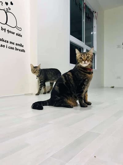 Ryoko Cat Hotel (โรงแรมแมวเรียวโค) Cat Hotel 9