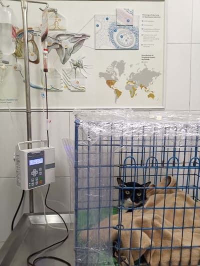 My Dog Animal Hospital (โรงพยาบาลสัตว์ มายด๊อก) 2