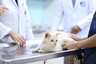 Suksawat Animal Hospital (โรงพยาบาลสัตว์สุขสวัสดิ์) 5
