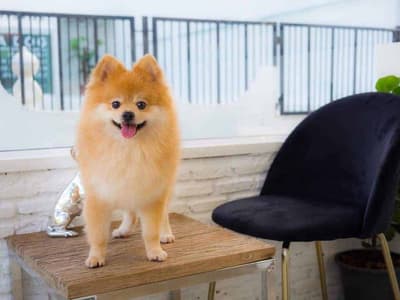 The Dog Hotel BKK (รัชดา) 1