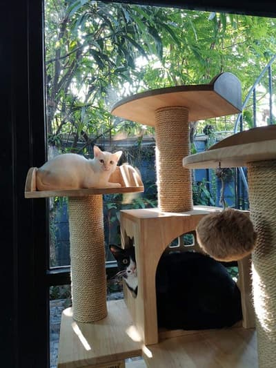 Camping Cat (แคมป์ปิ้ง แคท) Cat Hotel 5