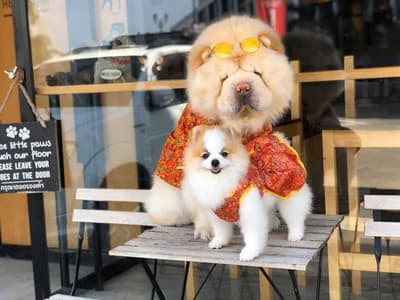 The Dogtor (เดอะ ด็อกเตอร์) Grooming+Dog Hotel+Pet shop 3