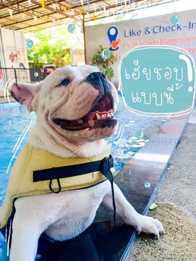 Pet Friends Bangsaen (บางแสน) 8