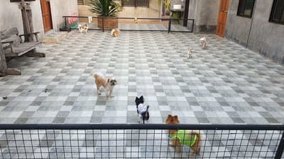 Koii Dog Home - โคอิ ด็อกโฮม 1