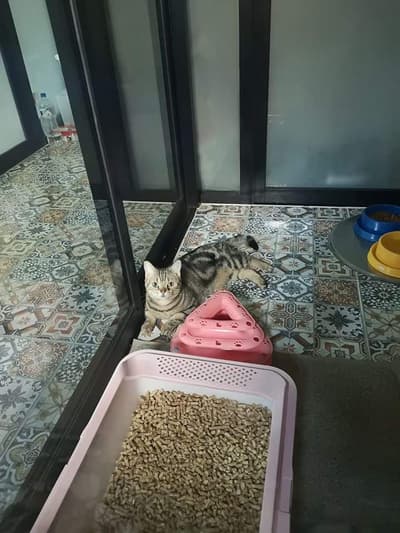 Camping Cat (แคมป์ปิ้ง แคท) Cat Hotel 7