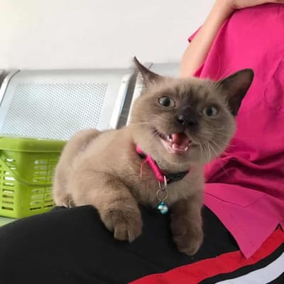 Ohayo Pet Hospital (แม่ริม) 7